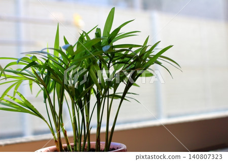 Vibrantly green houseplants Vibrantly green houseplants 140807323