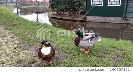 Mallard ducks in the windmill village of Zaanse Schans [Amsterdam, Netherlands] 140807331