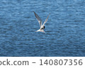 The Tern flies and fishing holding a beak a tail of other Tern. 140807356