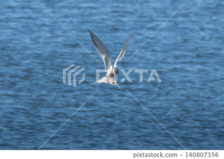 The Tern flies and fishing holding a beak a tail of other Tern. The Tern flies and fishing holding a beak a tail of other Tern. 140807356