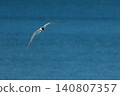 The Tern flies holding a beak a tail of other Tern. 140807357