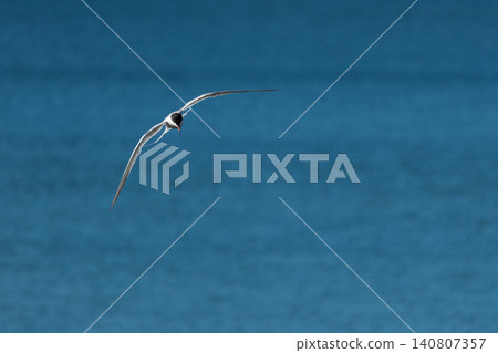 The Tern flies holding a beak a tail of other Tern. The Tern flies holding a beak a tail of other Tern. 140807357