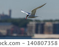The Tern flies holding a beak a tail of other Tern. 140807358