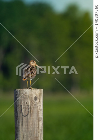 Common Snipe - Gallinago gallinago Common Snipe - Gallinago gallinago 140807360