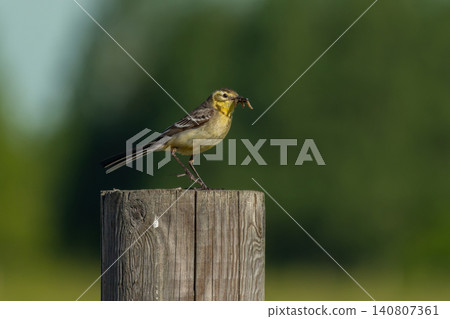 Perching female Citrine wagtail Motacilla citreola Perching female Citrine wagtail Motacilla citreola 140807361