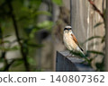 Red-backed Shrike (Lanius collurio) in the nature habitat. 140807362