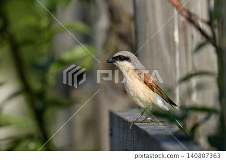 Red-backed Shrike (Lanius collurio) in the nature habitat. Red-backed Shrike (Lanius collurio) in the nature habitat. 140807363