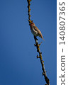 Common rosefinch Carpodacus erythrinus male singing on bush. 140807365