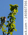 Common rosefinch Carpodacus erythrinus male singing on bush. 140807366