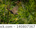 Common Whitethroat Sylvia communis 140807367
