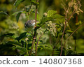 Common Whitethroat Sylvia communis 140807368