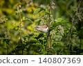 Common Whitethroat Sylvia communis 140807369