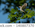 Common Whitethroat Sylvia communis 140807370