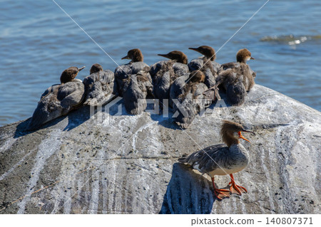 Portrait of a common merganser (Mergus merganser) duck with ducklings. Portrait of a common merganser (Mergus merganser) duck with ducklings. 140807371