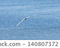 Arctic tern, Sterna paradisaea 140807372
