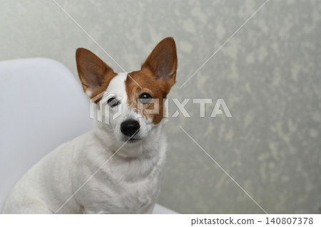 Jack Russell terrier sitting indoors, Jack Russell terrier sitting indoors, 140807378