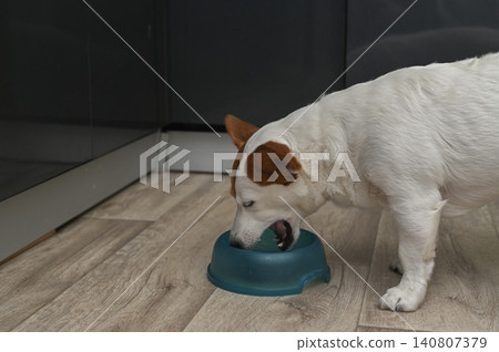 Jack Russell dog enjoying meal from colorful bowl inside modern home. Jack Russell dog enjoying meal from colorful bowl inside modern home. 140807379