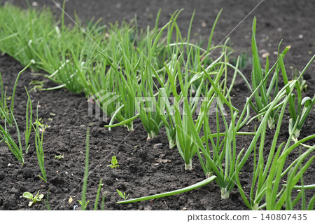 green onions growing in neat field rows in agricultural soil, green onions growing in neat field rows in agricultural soil, 140807435