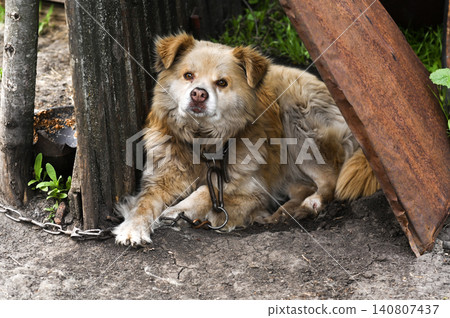 Fluffy dog lies on dirty ground near weathered fence. Fluffy dog lies on dirty ground near weathered fence. 140807437