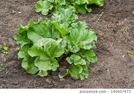 Rhubarb plant developing wide leafy tops in rural garden plot. Rhubarb leaves expand above dark fertile soil, seasonal agriculture activity, fresh vegetable production, countryside farming concept, Rhubarb plant developing wide leafy tops in rural garden plot. Rhubarb leaves expand above dark fertile soil, seasonal agriculture activity, fresh vegetable production, countryside farming concept, 140807473