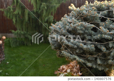 Spruce crown filling frame in garden, evergreen coniferous tree branches forming dense shape, spruce foliage with soft background, ornamental tree detail, outdoor natural scene, natural background Spruce crown filling frame in garden, evergreen coniferous tree branches forming dense shape, spruce foliage with soft background, ornamental tree detail, outdoor natural scene, natural background 140807576