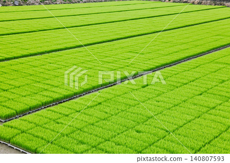 Rice seedling trays in rectangular nursery pattern 140807593