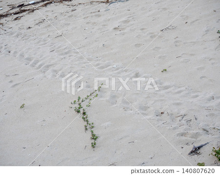 Traces of sea turtles coming ashore Traces of sea turtles coming ashore 140807620