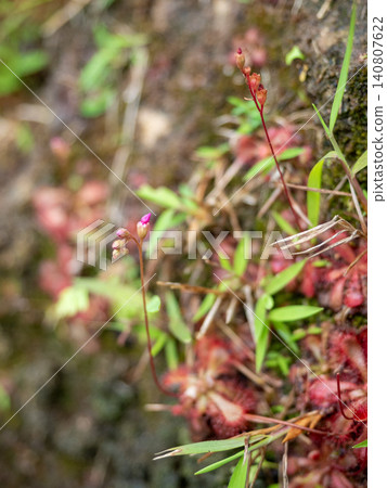 Common sengokke Common sengokke 140807622