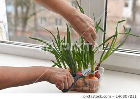 Onion growing in pot on home windowsill, person cutting green tops with scissors, indoor gardening and fresh herbs for cooking, closeup view emphasizes natural growth and healthy lifestyle at home Onion growing in pot on home windowsill, person cutting green tops with scissors, indoor gardening and fresh herbs for cooking, closeup view emphasizes natural growth and healthy lifestyle at home 140807811