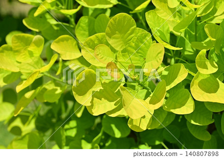 Smoke tree (Anacardiaceae family), genus *Smoke tree*, 'Golden Spirit' Smoke tree (Anacardiaceae family), genus *Smoke tree*, 'Golden Spirit' 140807898