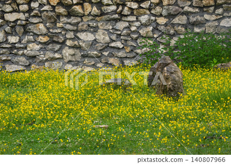 Yellow blooms carpet the grass before a weathered stone wall 140807966