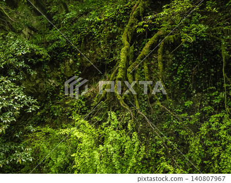 Ancient roots cling to mossy stone walls Ancient roots cling to mossy stone walls 140807967