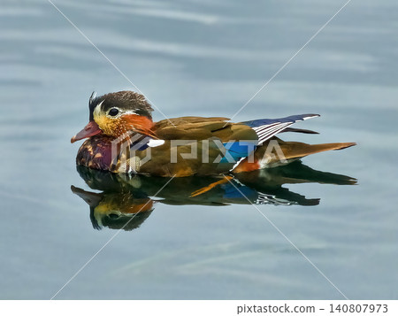 The Mandarin duck (Aix galericulata), known for its bright and unusual plumage. The Mandarin duck (Aix galericulata), known for its bright and unusual plumage. 140807973