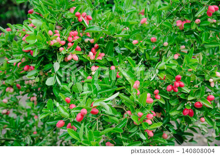 The image shows a close-up of a branch of a Carissa carandas or Bengal Currant , The branch is covered in green leaves and small, white flowers. There are also several small, green fruits on the The image shows a close-up of a branch of a Carissa carandas or Bengal Currant , The branch is covered in green leaves and small, white flowers. There are also several small, green fruits on the 140808004