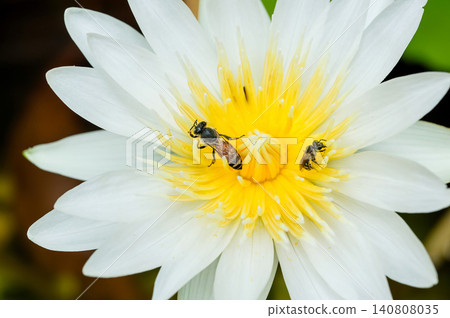bee with lotus bee with lotus 140808035