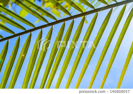 vivid green palm leafs in very colourful blue sky at noon in a long day of summer with very strong sunlight that put a saturated color texture and some shade on some part of there leaves 140808057