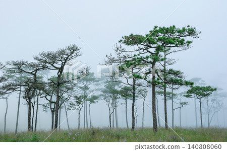 thai's pine wood with foggy scene in evening before sunset after a heavy rain thai's pine wood with foggy scene in evening before sunset after a heavy rain 140808060