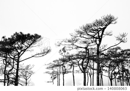 a back-and-white photograph of pine wood with the foggy scene in the evening before sunset after a heavy rain a back-and-white photograph of pine wood with the foggy scene in the evening before sunset after a heavy rain 140808063