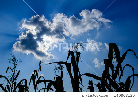 silhouette rice field crops with blue sky and sun ray from cloud silhouette rice field crops with blue sky and sun ray from cloud 140808129
