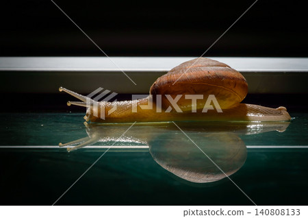 a small snail walks slowly past the mirror floor with a reflection shadow in the dark background a small snail walks slowly past the mirror floor with a reflection shadow in the dark background 140808133