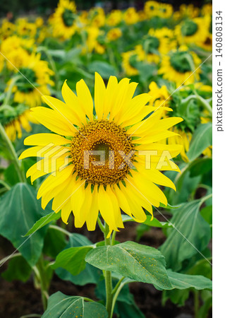big blooming yellow sunflower with many seeds in nature crop field big blooming yellow sunflower with many seeds in nature crop field 140808134