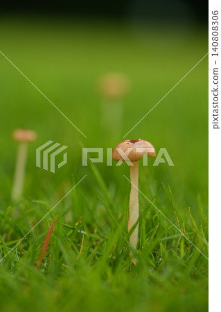草叢裡的白色蘑菇 草叢裡的白色蘑菇 140808306