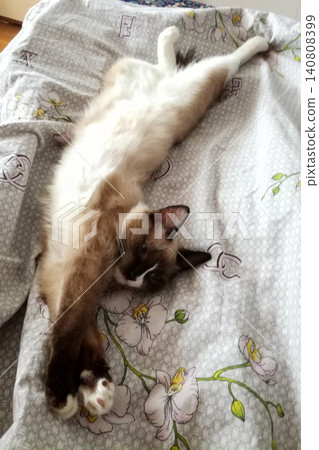 mekong bobtail breed cat lies on its back on the bed stretching its paws on a colored bedspread mekong bobtail breed cat lies on its back on the bed stretching its paws on a colored bedspread 140808399
