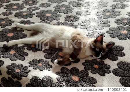 mekong bobtail cat lies on its side on a fluffy carpet with a pattern of large daisies mekong bobtail cat lies on its side on a fluffy carpet with a pattern of large daisies 140808401