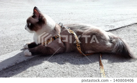 domestic pedigreed mekong bobtail cat lies in a leash with a leopard print on the gray asphalt of the street domestic pedigreed mekong bobtail cat lies in a leash with a leopard print on the gray asphalt of the street 140808406