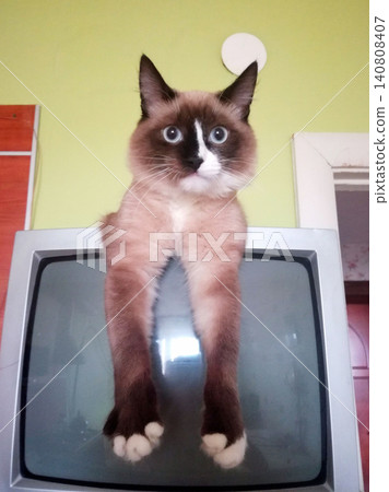 pedigreed mekong bobtail cat sits on an old gray tv and hung its paws against a green wall pedigreed mekong bobtail cat sits on an old gray tv and hung its paws against a green wall 140808407