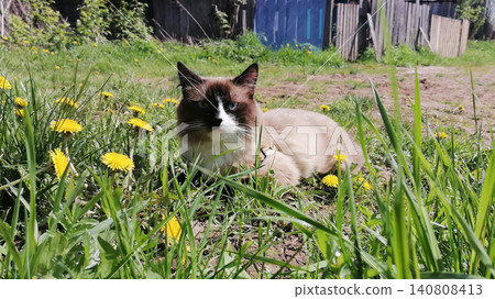 tailless mekong bobtail cat lies among grass and dandelions against a fence tailless mekong bobtail cat lies among grass and dandelions against a fence 140808413