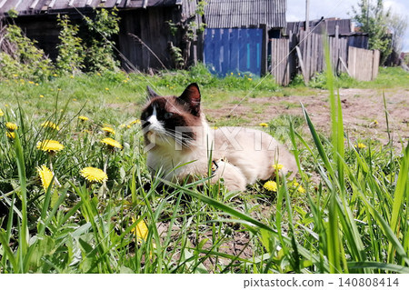 mekong bobtail breed cat lies in profile on grass with dandelions near a fence mekong bobtail breed cat lies in profile on grass with dandelions near a fence 140808414