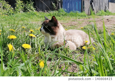 mekong bobtail cat lies in green grass and looks left past the camera mekong bobtail cat lies in green grass and looks left past the camera 140808415