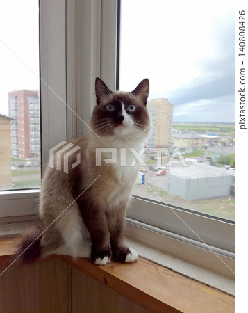 blue-eyed cat mekong bobtail sits on the window sill of the balcony window and looks straight into the camera blue-eyed cat mekong bobtail sits on the window sill of the balcony window and looks straight into the camera 140808426